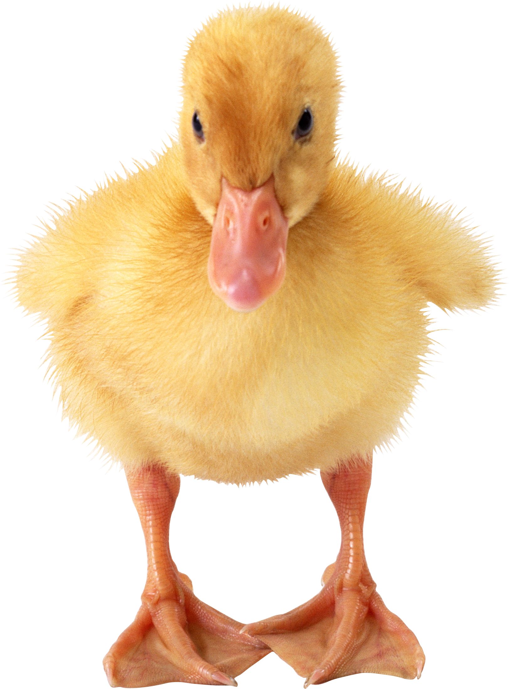 Pato PNG