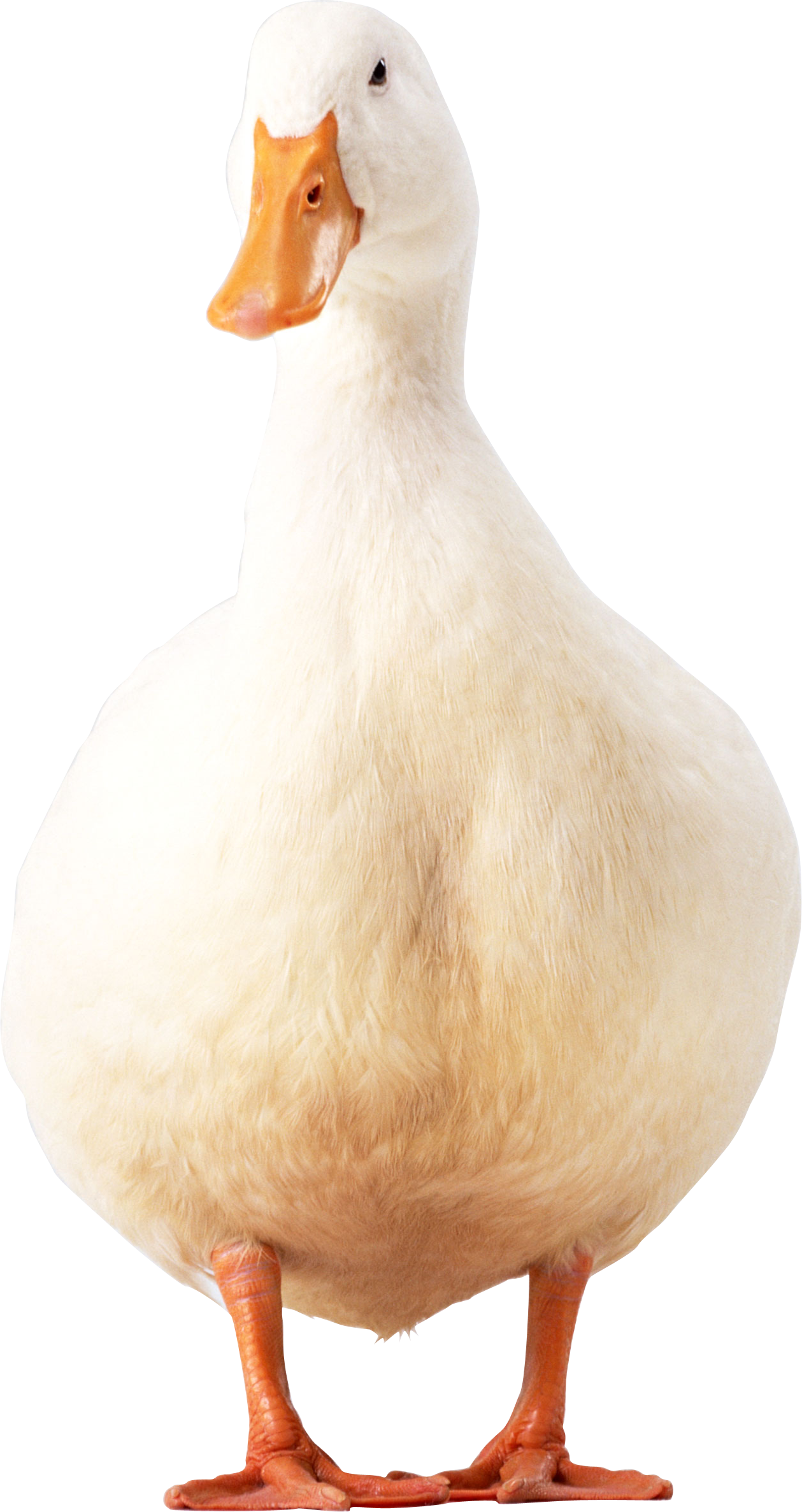 White duck PNG image