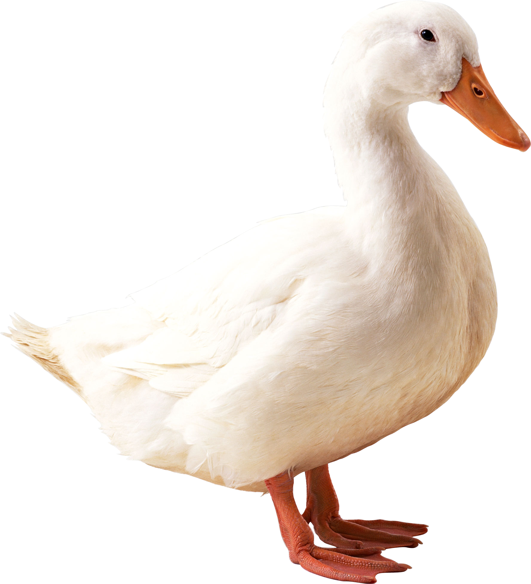 White duck PNG image transparent image download, size: 1780x1959px