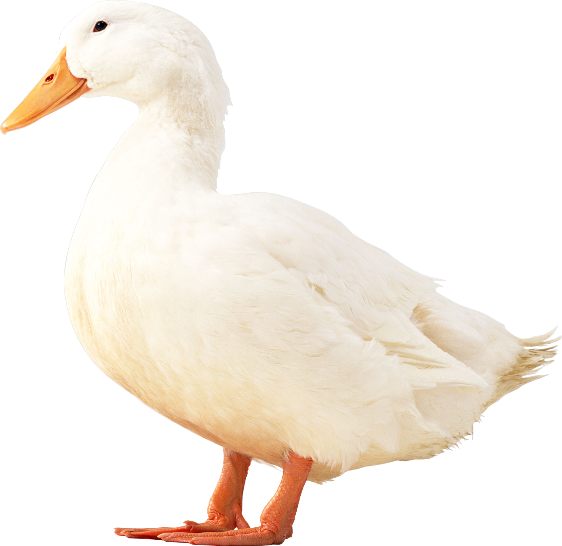 White duck PNG image