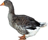 Pato PNG