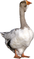 Goose PNG image