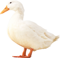 Pato PNG