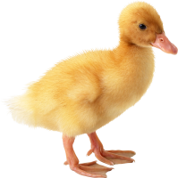 Little yellow duck PNG image