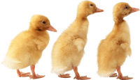 Duckling PNG