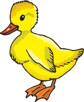 Duckling PNG