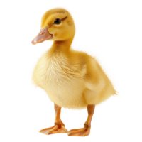 Duckling PNG