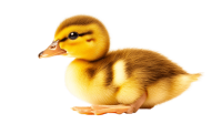 Duckling PNG