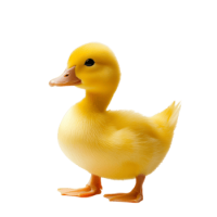 Duckling PNG