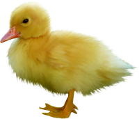 Duckling PNG