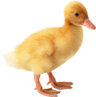 Duckling PNG picture