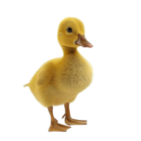 Duckling PNG image