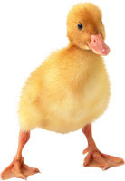 Duckling PNG