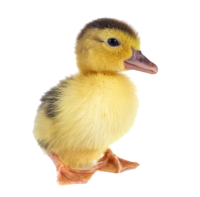 Duckling PNG small