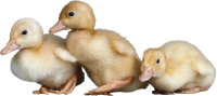 Ducklings PNG