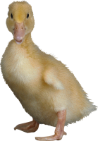 Duckling PNG