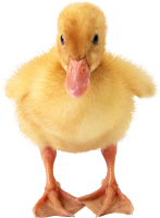 Duckling PNG