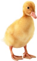 Duckling PNG