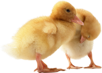 Duckling PNG