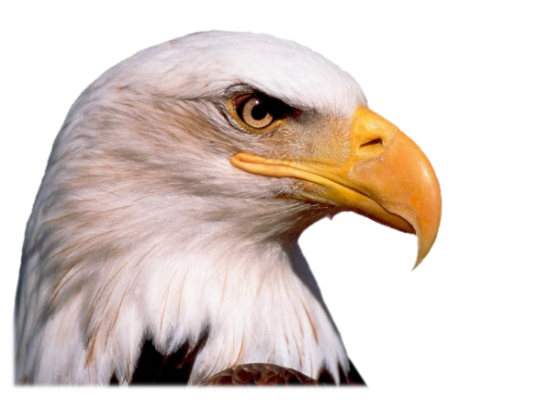 Eagle head PNG image, free download