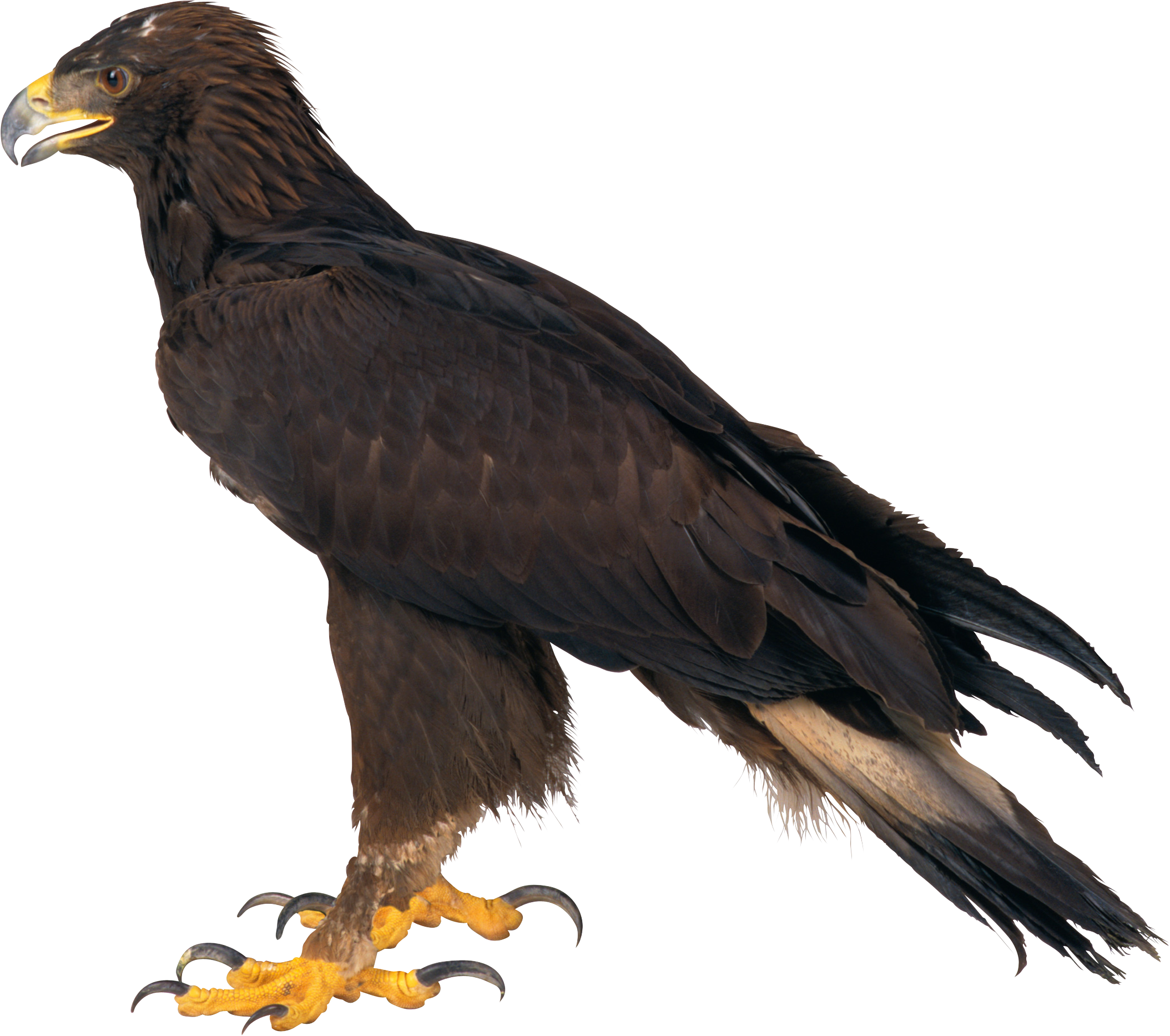 Eagle Png Image Free Download Riset