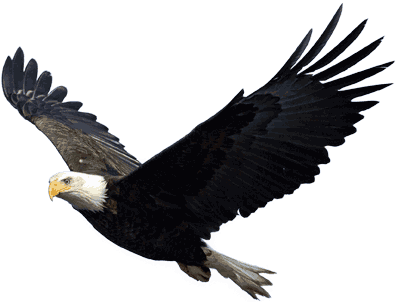 Eagle PNG images Download