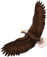 Орел в полете PNG фото