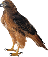 Águila PNG