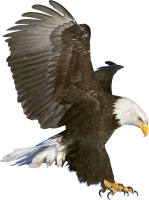 Eagle PNG image, free download