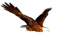 flying eagle PNG image, free download