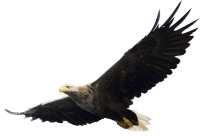 Eagle PNG image, free download