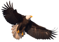 Eagle PNG image with transparency, free download