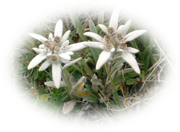 Edelweiss PNG