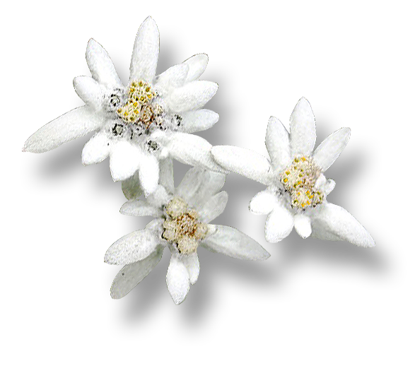 Edelweiss PNG