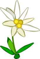 Edelweiss PNG