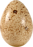 Яйцо PNG фото