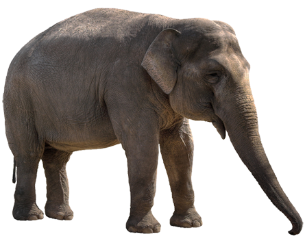 Elefante PNG