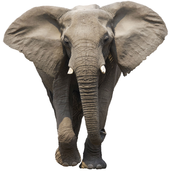 Elephant PNG