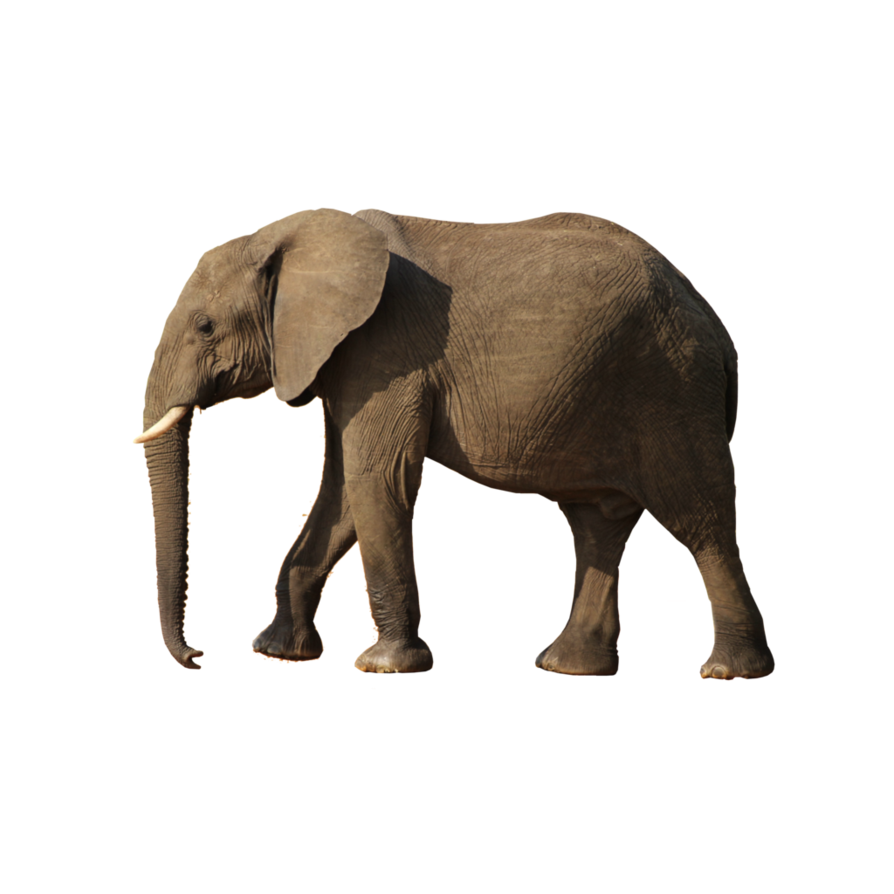 Elephants