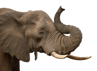 Elefante PNG