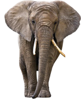 Слон PNG