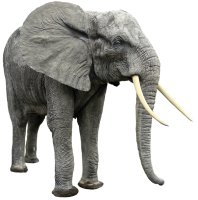 Слон PNG