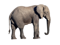 Elefante PNG