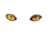 Eyes PNG image