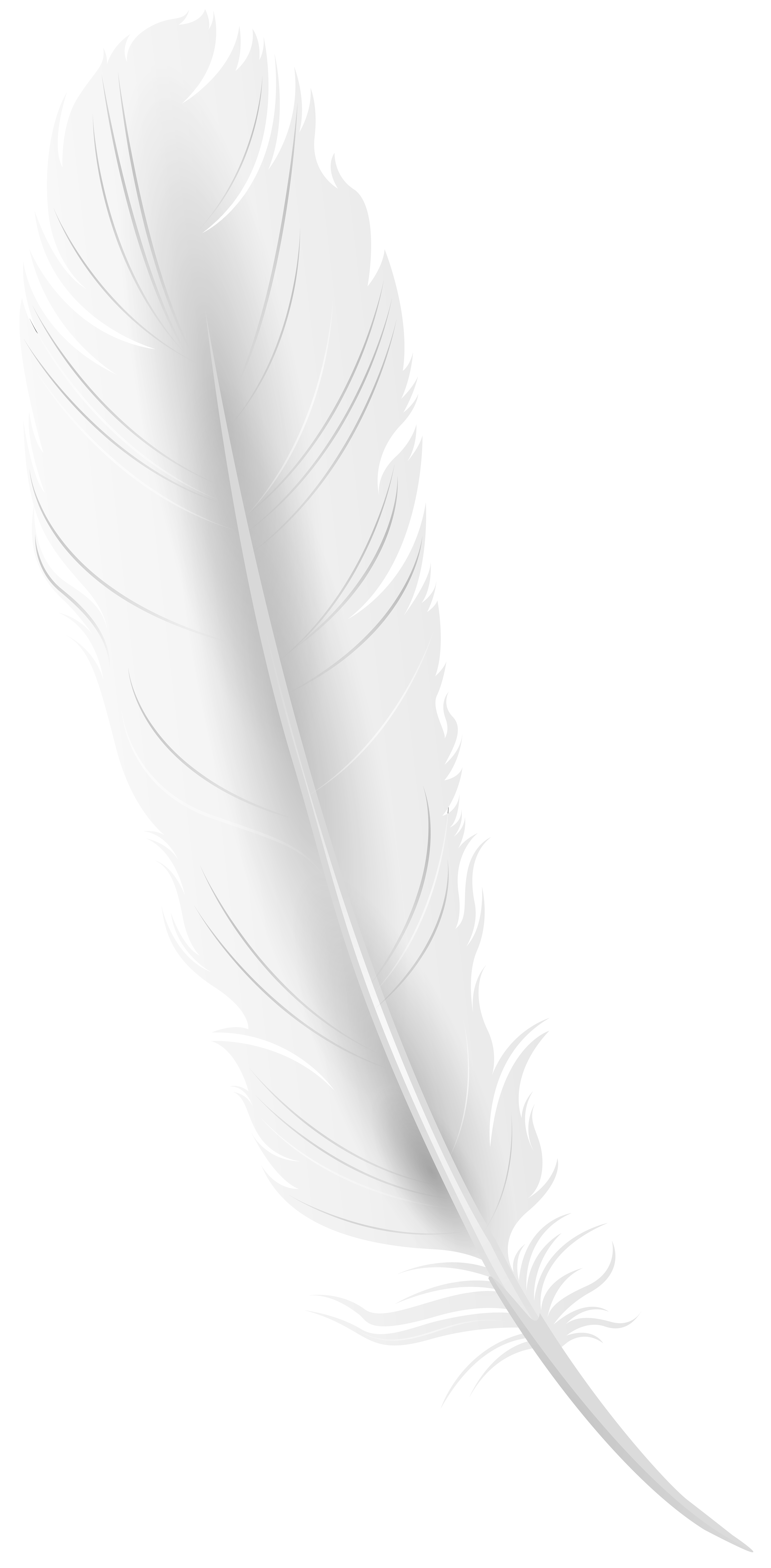 Feather white image PNG