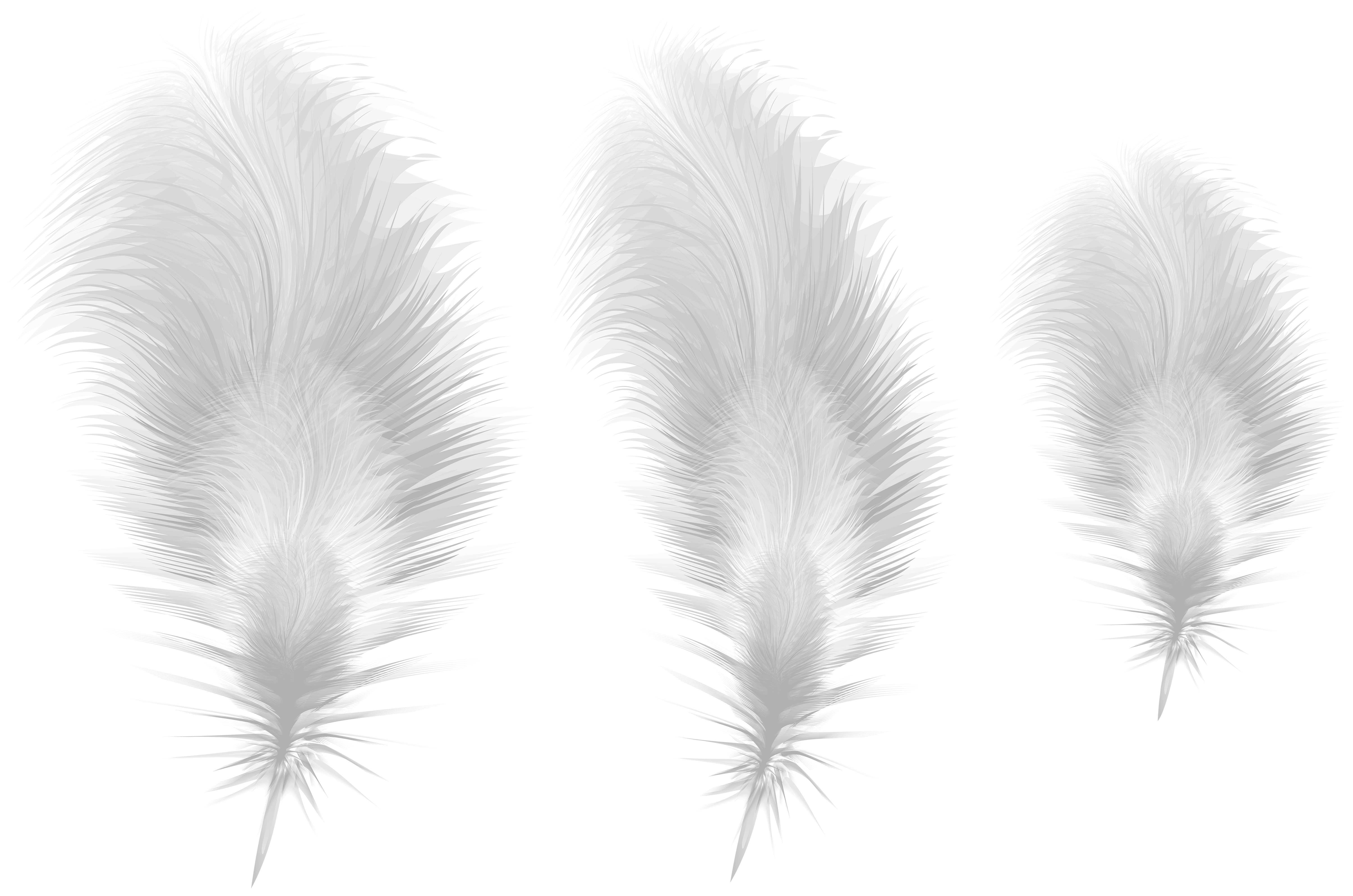 Feathers PNG