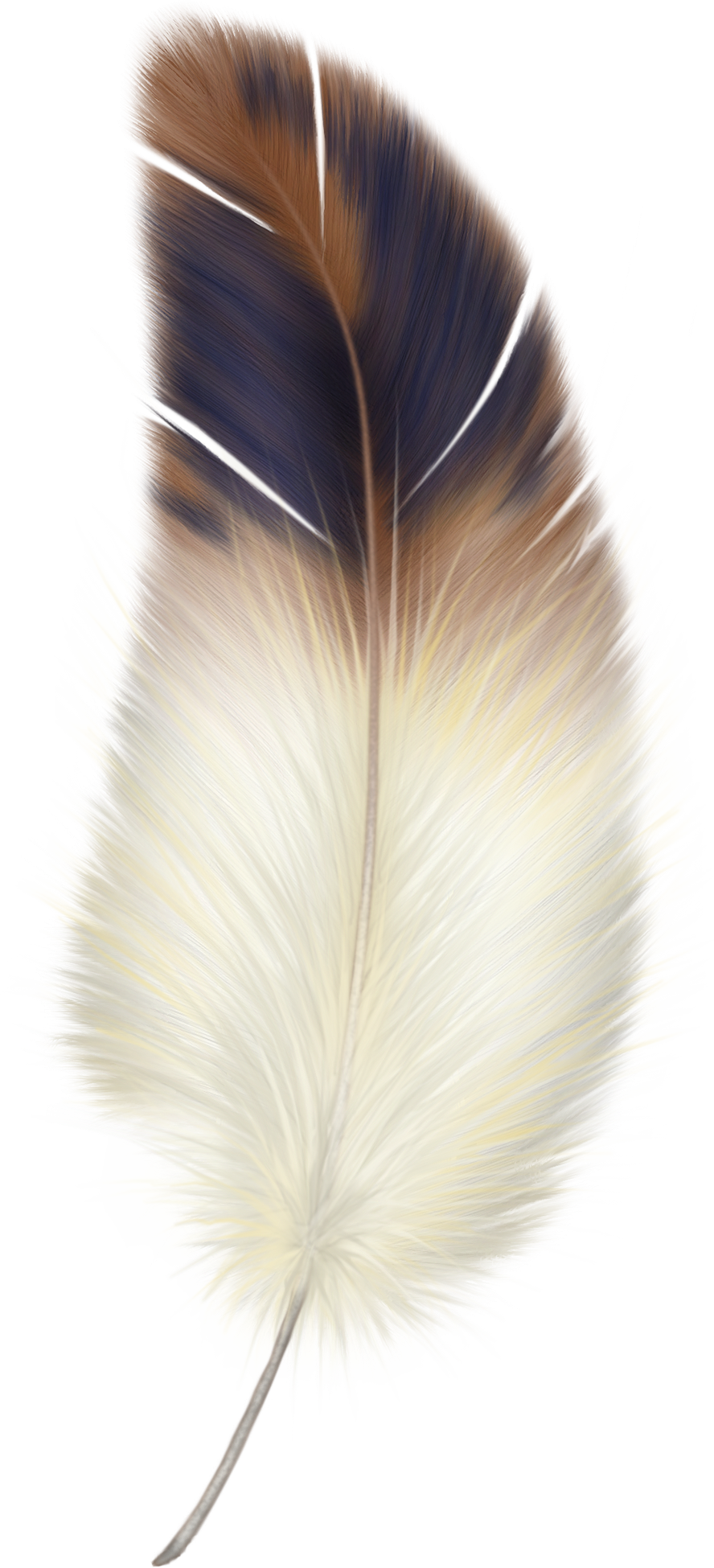 Feather PNG image free Download