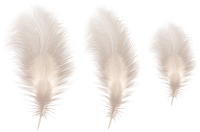 3 feathers PNG