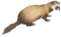 Ferret PNG