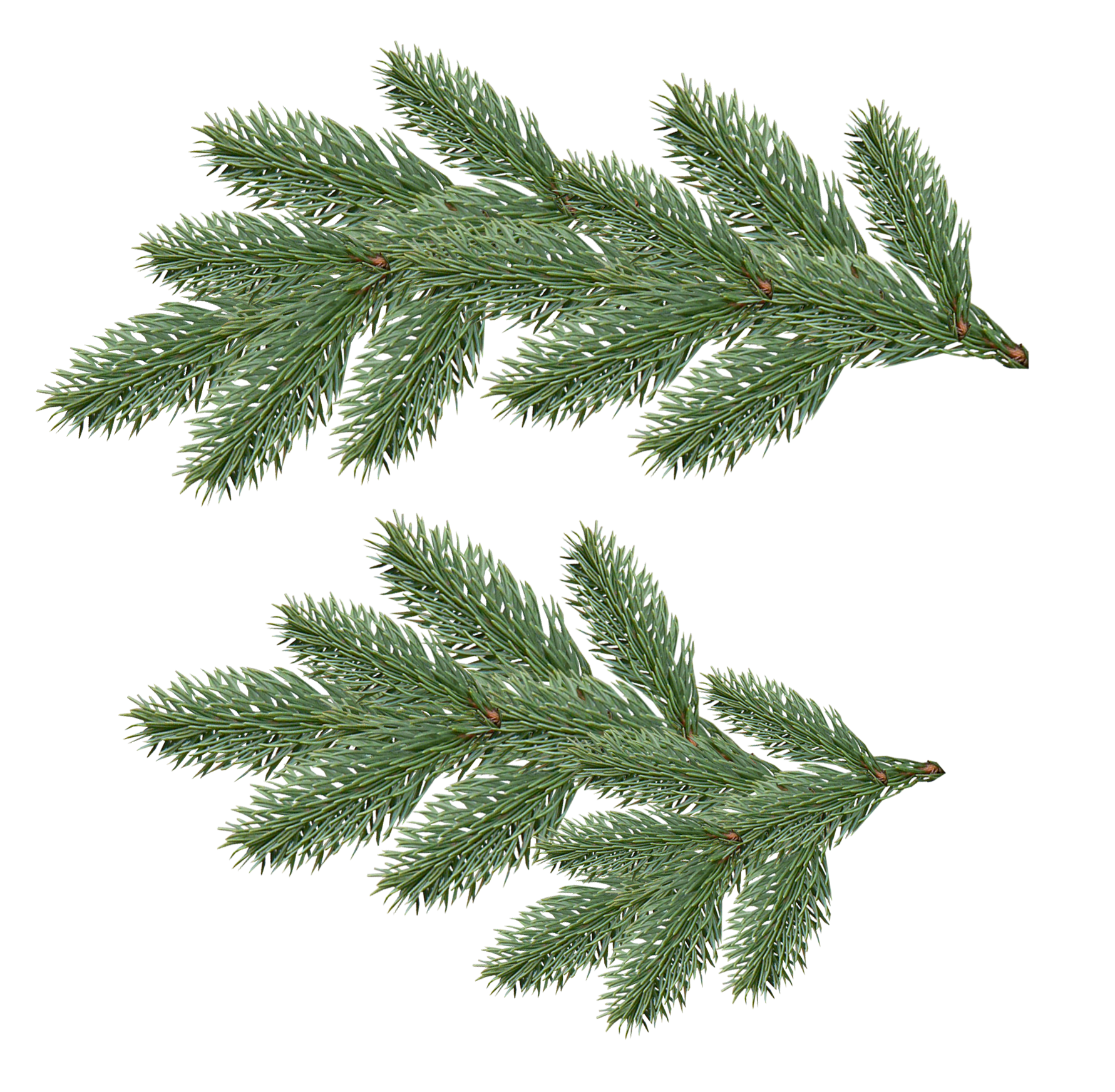 Fir-tree PNG images